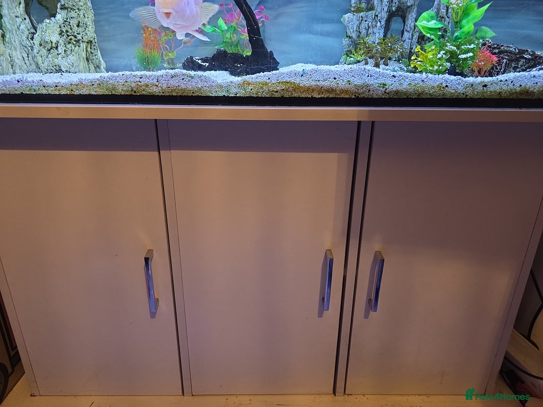 Other/Mixed Breed fish for sale: 4ft fishtank complete setup with stock of fish  - Image 3