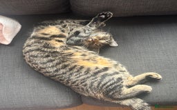 Mixed Breed cats for sale: Mixed Tabby kitten  - Image 4