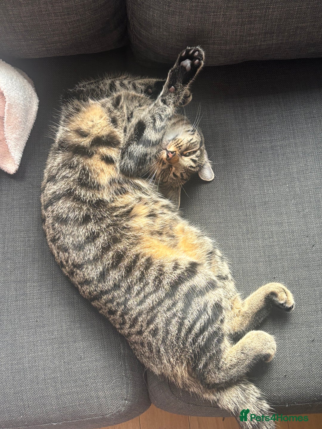 Mixed Breed cats for sale: Mixed Tabby kitten  - Image 4