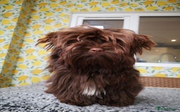 Yorkshire Terrier dogs for sale: Stunning chocolate Yorkie girl, 6 months - Image 2