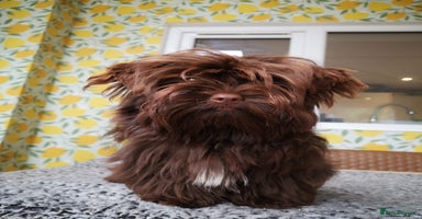 Yorkshire Terrier dogs - Advert 2