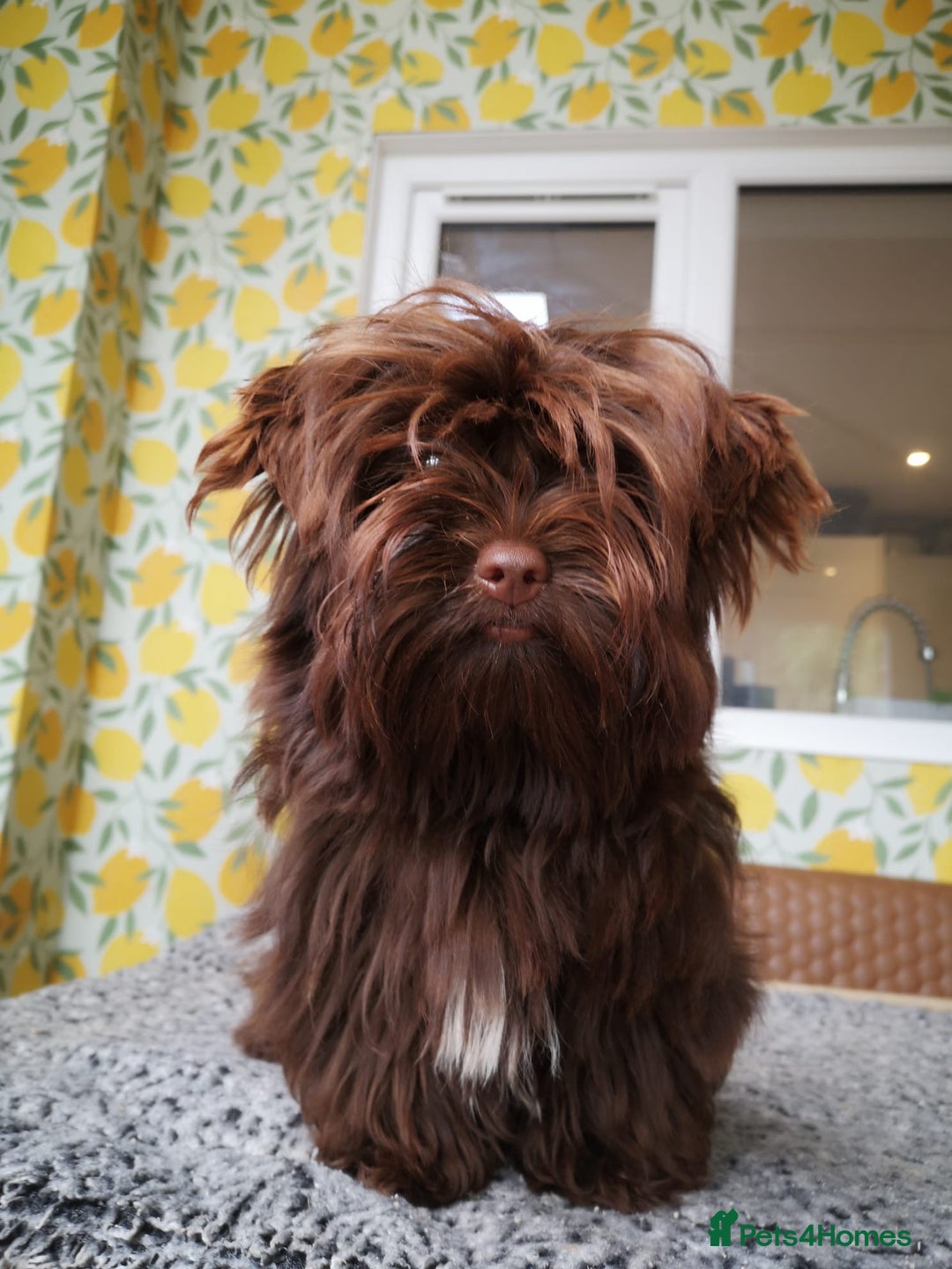 Yorkshire Terrier dogs for sale: Stunning chocolate Yorkie girl, 6 months - Image 2
