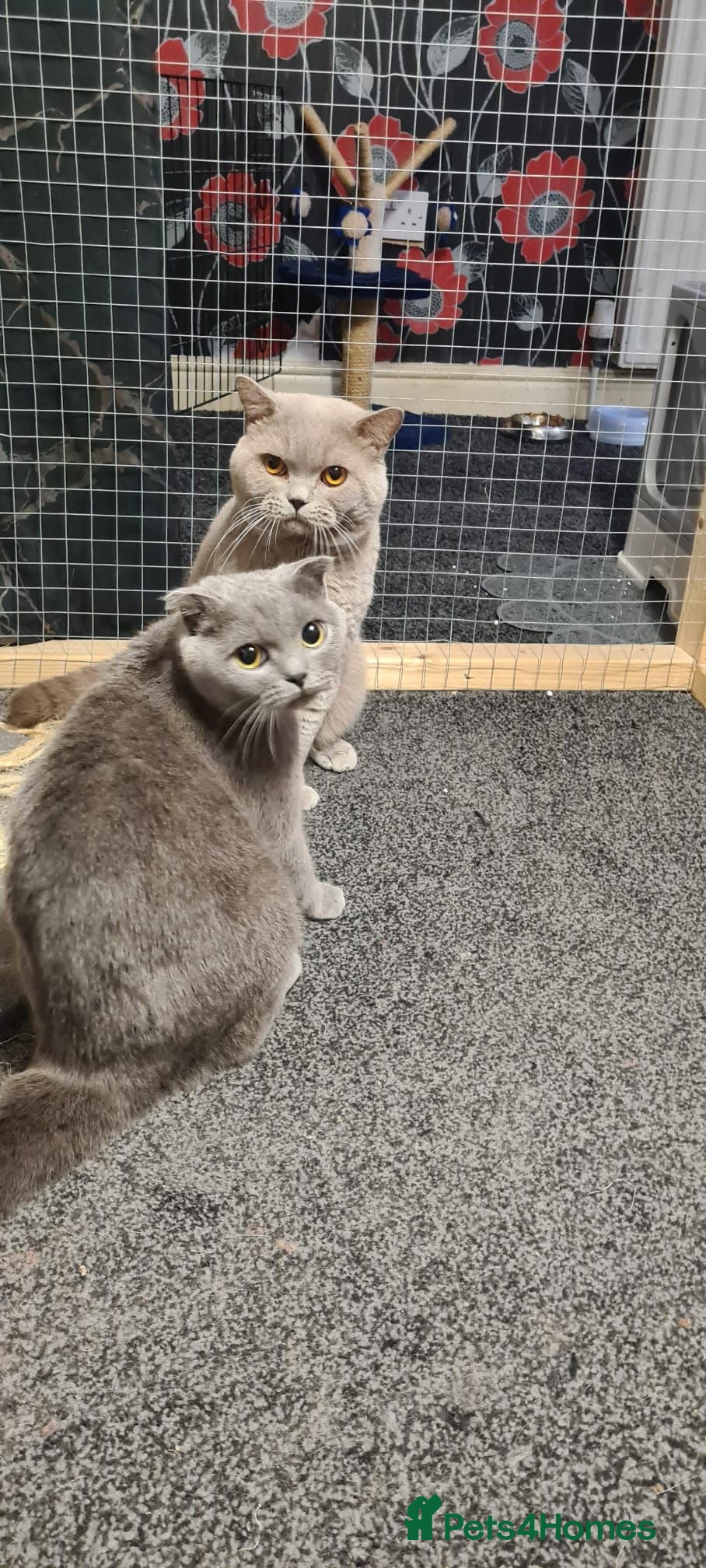 Scottish Fold cats British Shorthair & Scottish Fold for sale - Advert 4