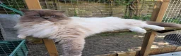 Ragdoll cats for sale: Ragdoll cats -  beautiful inside and out 😻 - Advert 5