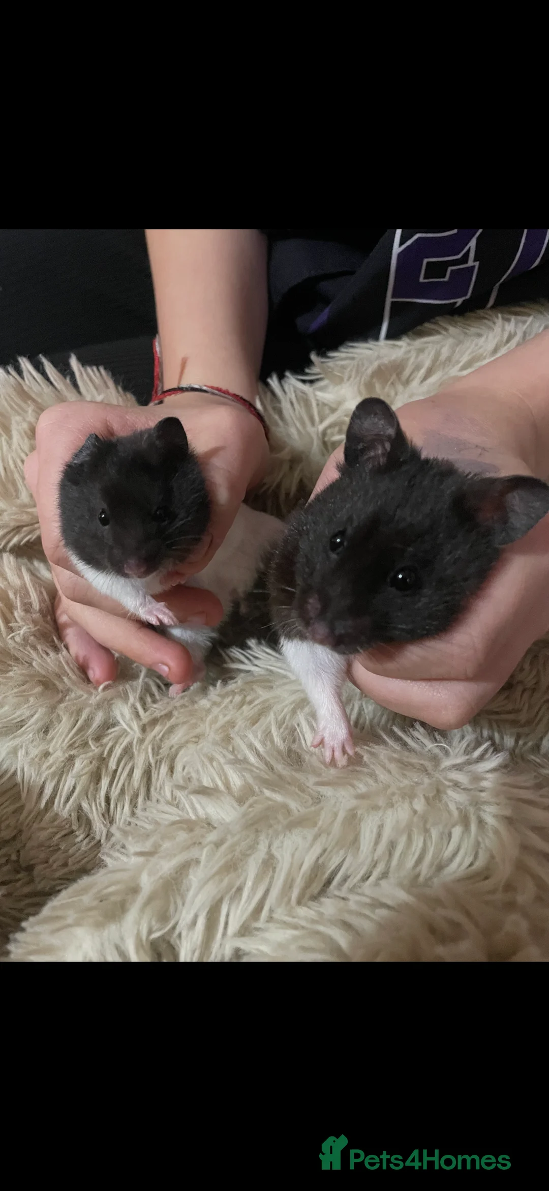 Hamster rodents for sale: Syrian hamsters - Advert 1