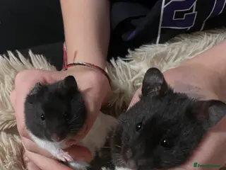 Hamster rodents Syrian hamsters - Advert 1