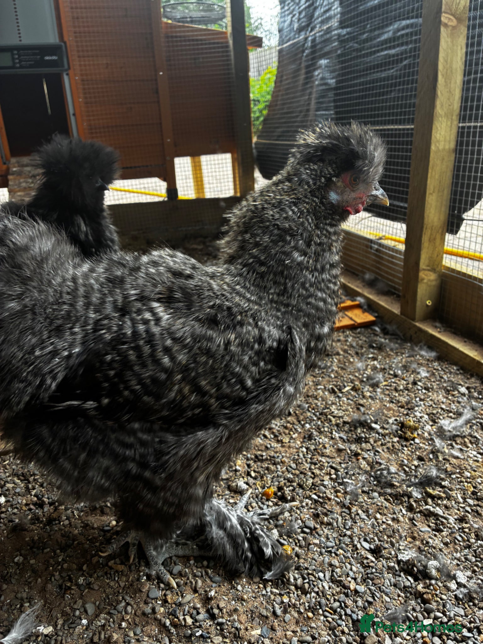 Chickens poultry for sale: Bearded silkie cockerel/ cocoo  - Advert 7