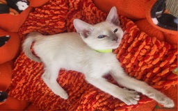 Siamese cats for sale: Traditional Siamese kittens - Image 5