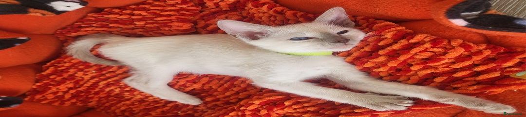 Siamese Kitten Green Collar