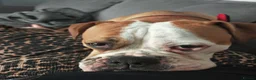 Olde English Bulldogge dogs for sale: Winnie old English bulldog  - Advert 5