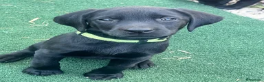 Labrador Retriever 1