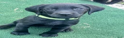Labrador Retriever dogs for sale: Last girl available ready to leave labrador - Advert 7
