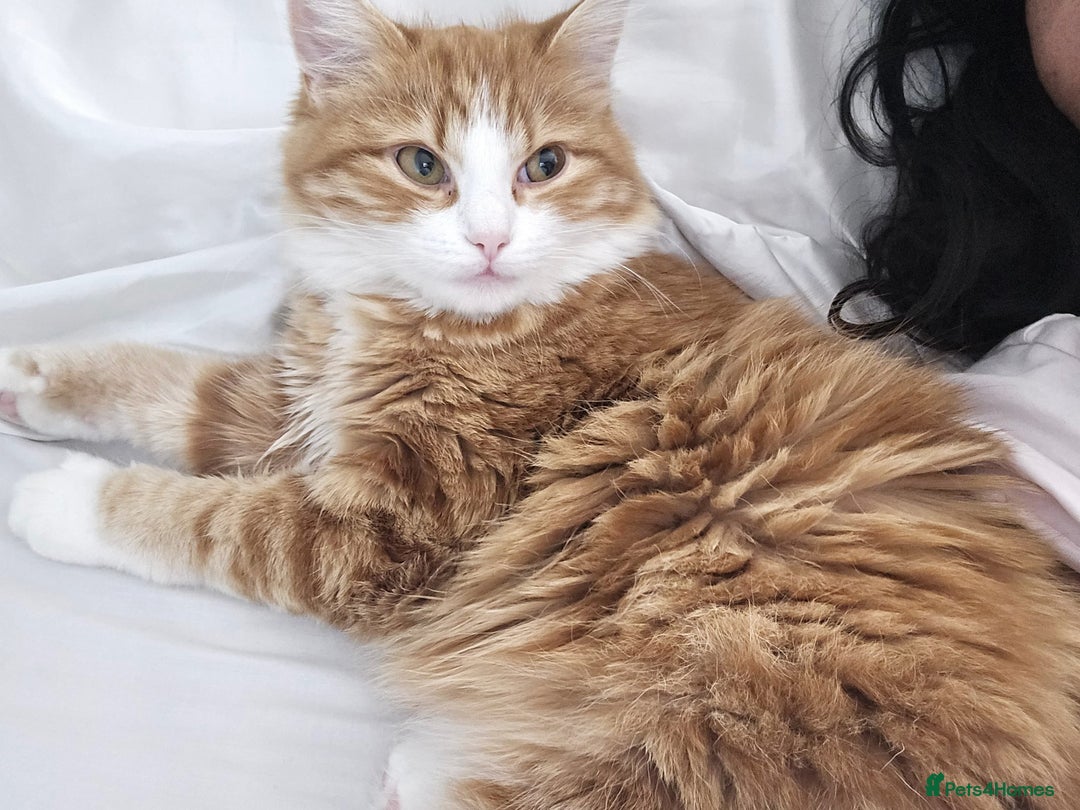 Persian cats for sale: Mink coloured Persian Mixed boys - Image 11