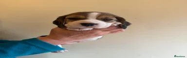 Beagle 4