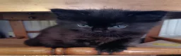 Mixed Breed cats for sale: 2 very fluffy kittens - Advert 10