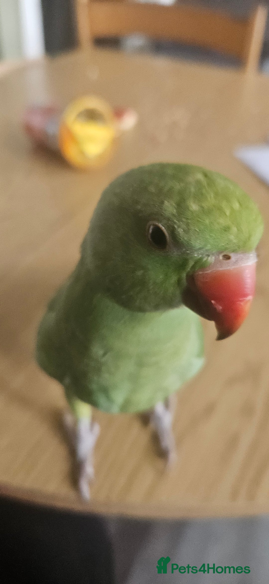 Ringnecks birds for sale: Hand reared male indian ringneck - Image 3