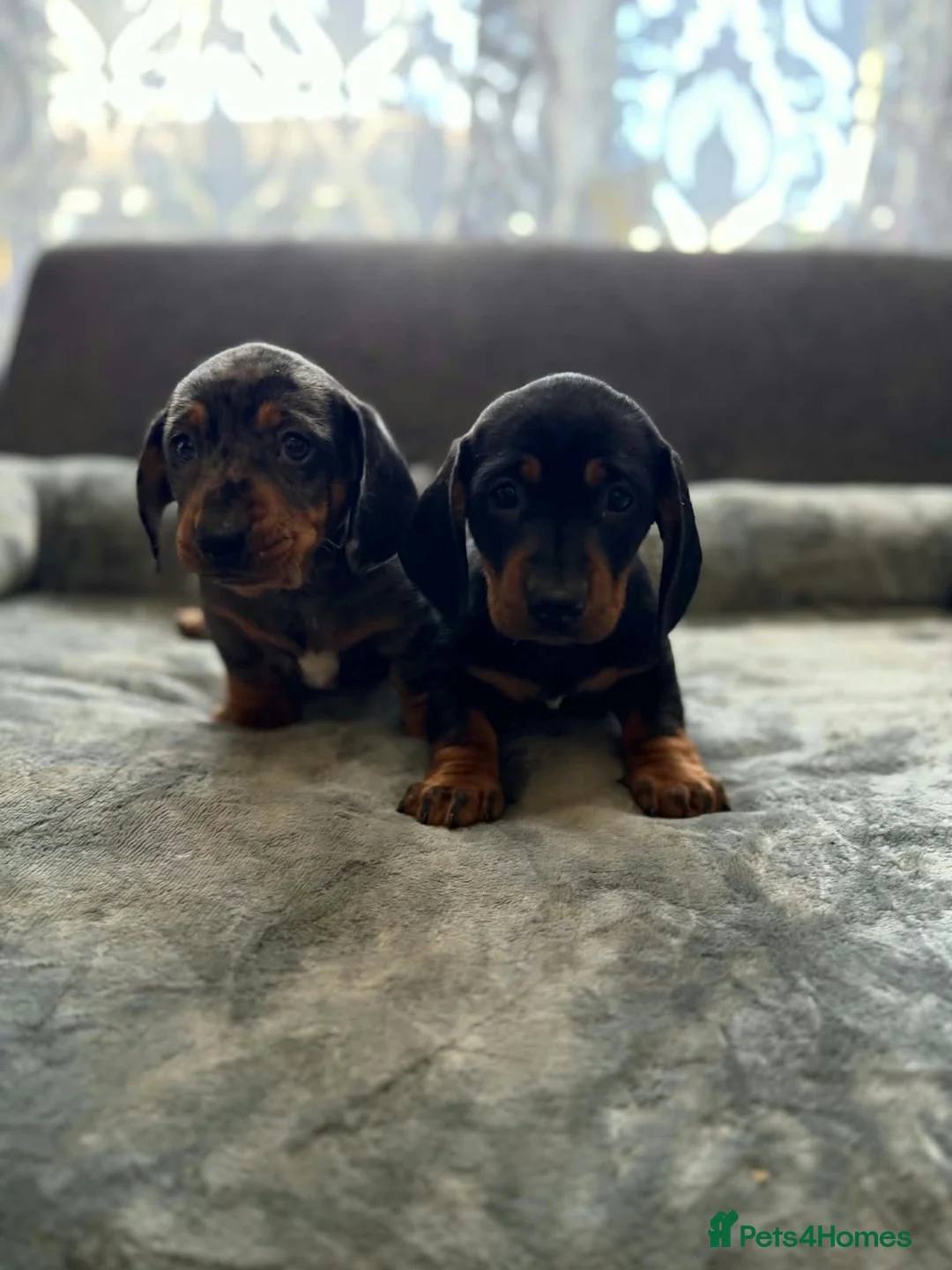 Miniature Dachshund dogs for sale: Miniature Dachsund in Nelson - Advert 2