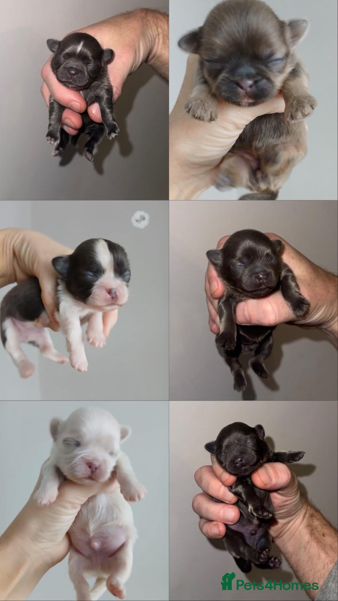 Shih Tzu dogs 🌈  TINY IMPERIAL PUPS 🌈  - Advert 19