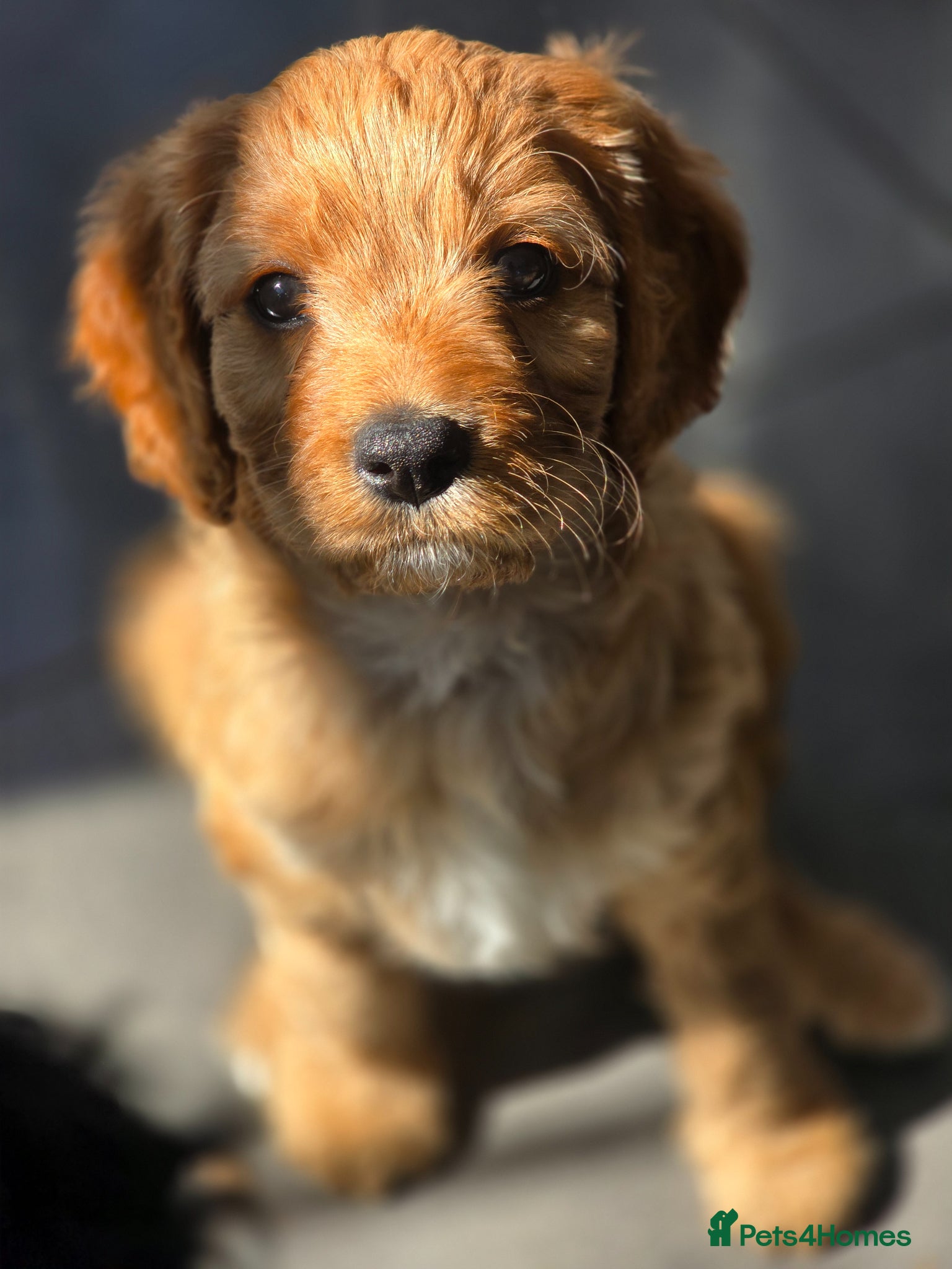 Cavapoo dogs Health tested Standard (cuddle) Cavapoos - Advert 1