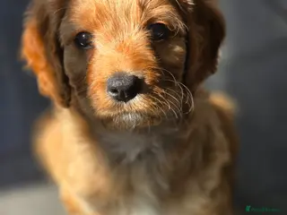 Cavapoo dogs Health tested Standard (cuddle) Cavapoos - Advert 4