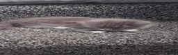 Mixed Breed cats for sale: Kittens - Advert 3