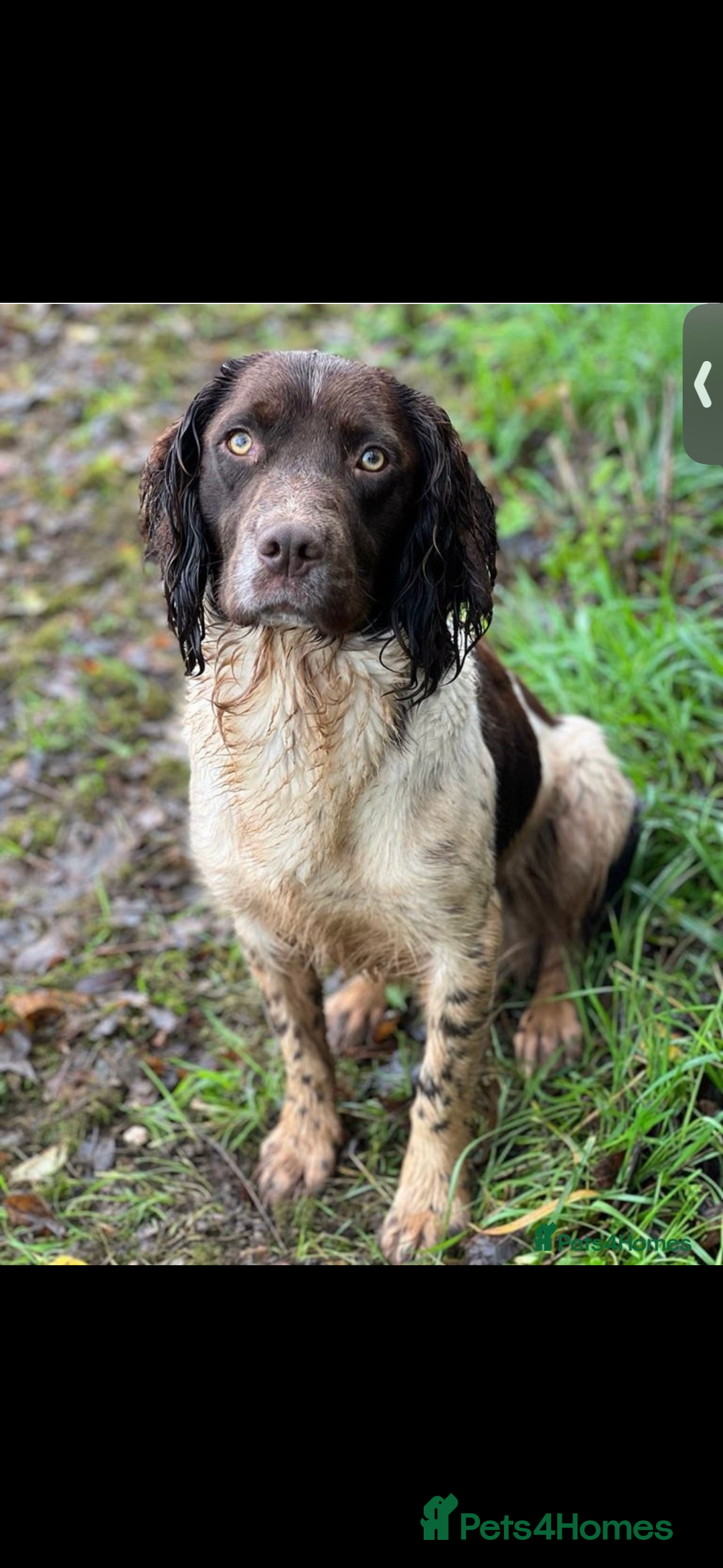 English Springer Spaniel dogs for stud: Stunning Kc Reg English Springer Spaniel..  - Advert 6