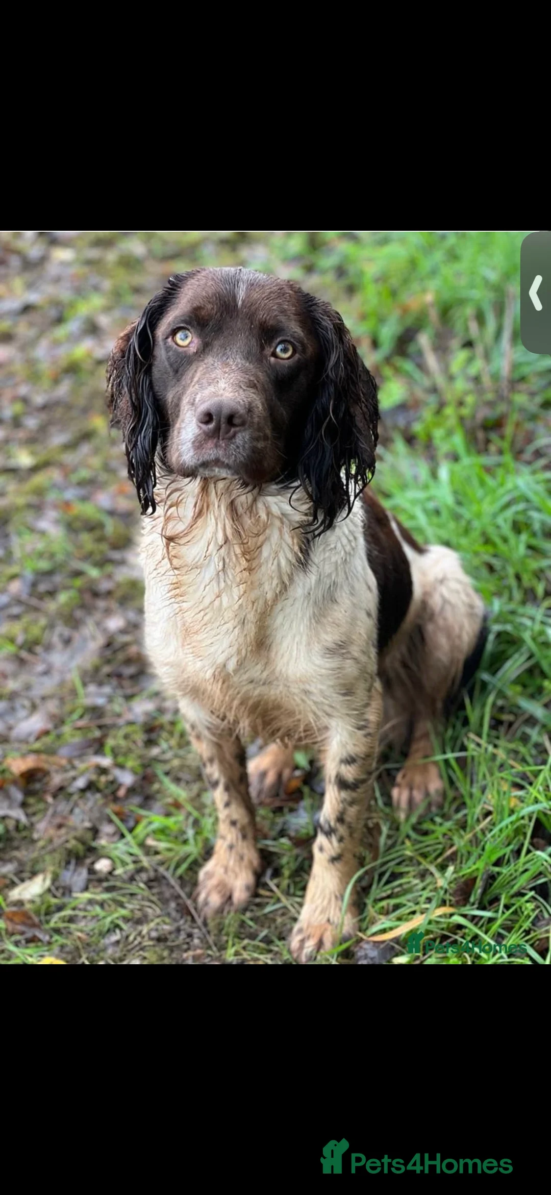 English Springer Spaniel dogs for stud: Stunning Kc Reg English Springer Spaniel..  - Advert 6