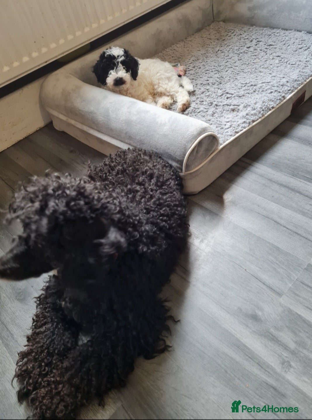 Cockapoo dogs Cockapoo - Advert 8