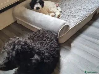 Cockapoo dogs Cockapoo - Advert 8