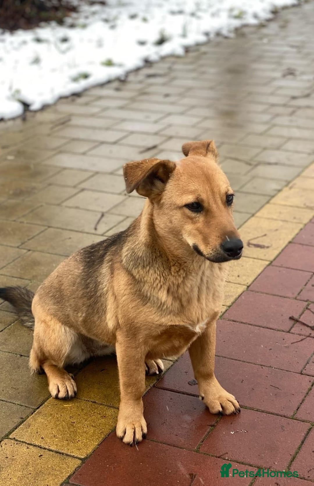 Mixed Breed dogs for adoption: 💖🐶 RAHDA 🐶💖 - Image 9