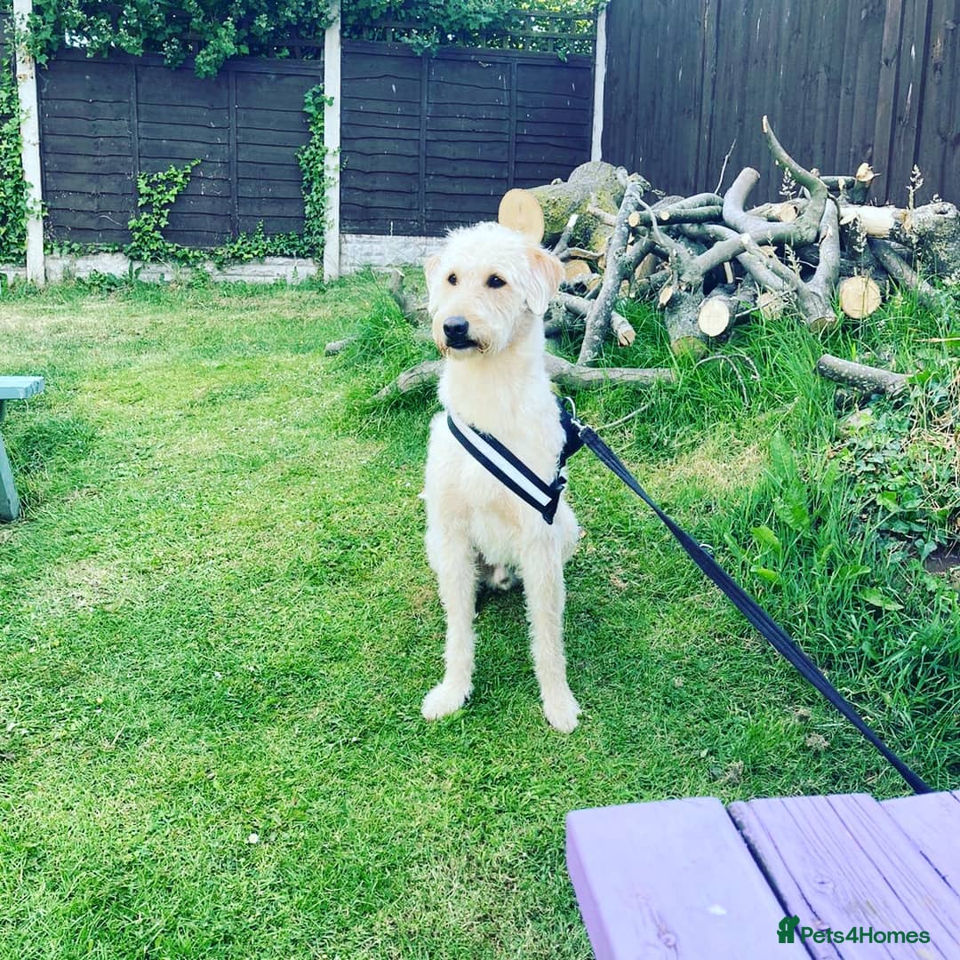 Labradoodle dogs Gorgeous, proven f1 labradoodle for stud - Advert 6