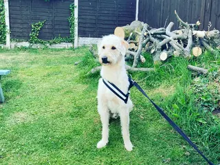 Labradoodle dogs Gorgeous, proven f1 labradoodle for stud - Advert 6