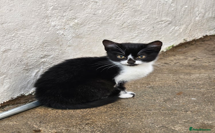 Mixed Breed cats - Advert 3