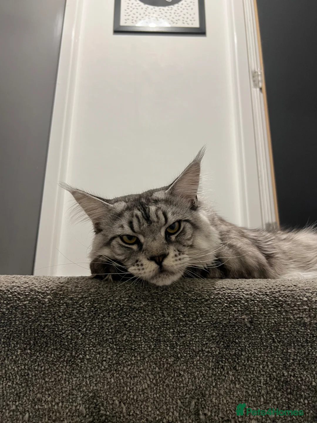 Maine Coon cats for stud: Dexter - XXL Maine Coon Male (Age: 1 Yr) - Advert 2