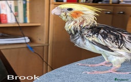 Cockatiels birds for sale: Hand-Reared male + female Cockatiels - Image 6