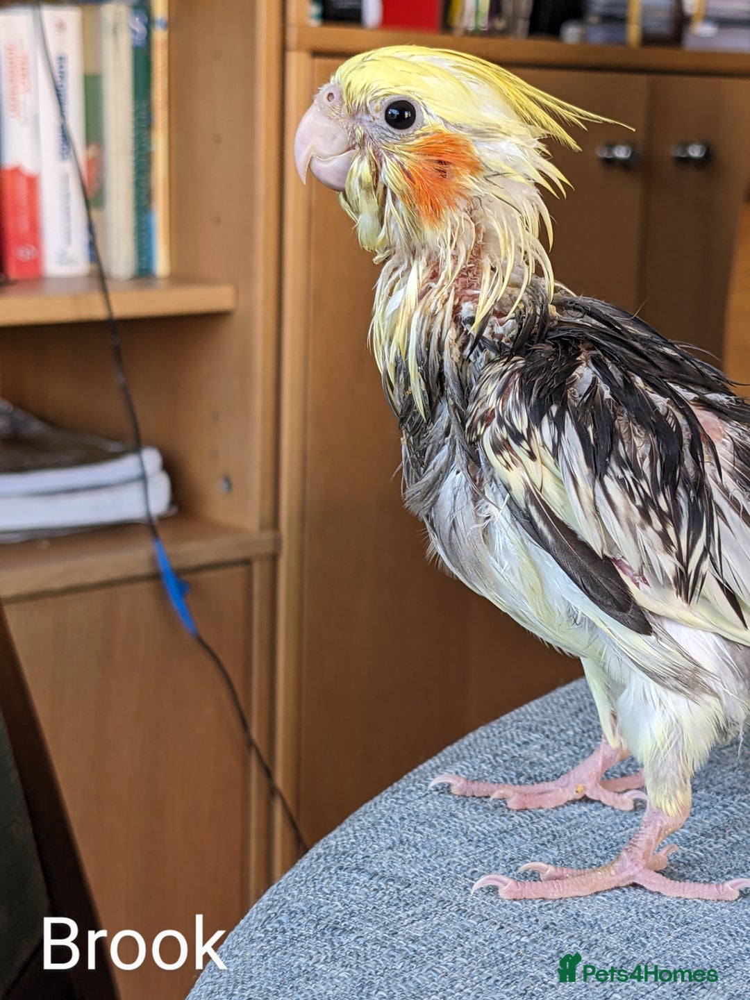 Cockatiels birds for sale: Hand-Reared male + female Cockatiels - Image 6