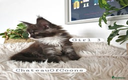 Maine Coon cats for sale: Stunning Black Smoke Registred Maine Coon Kittens - Image 21