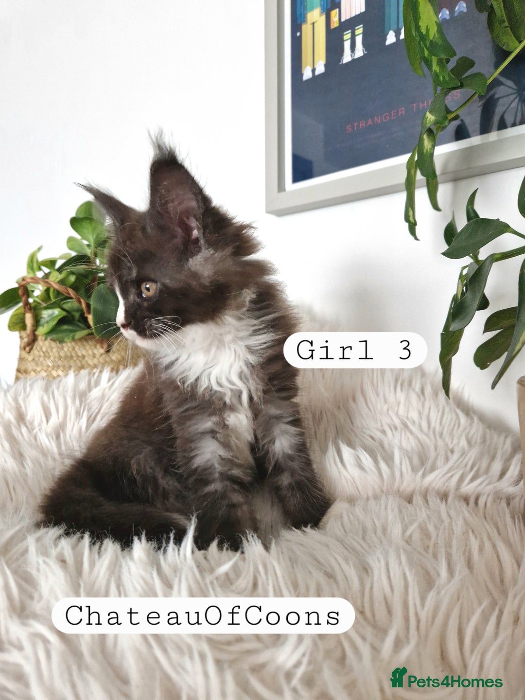 Maine Coon cats for sale: Stunning Black Smoke Registred Maine Coon Kittens - Image 21