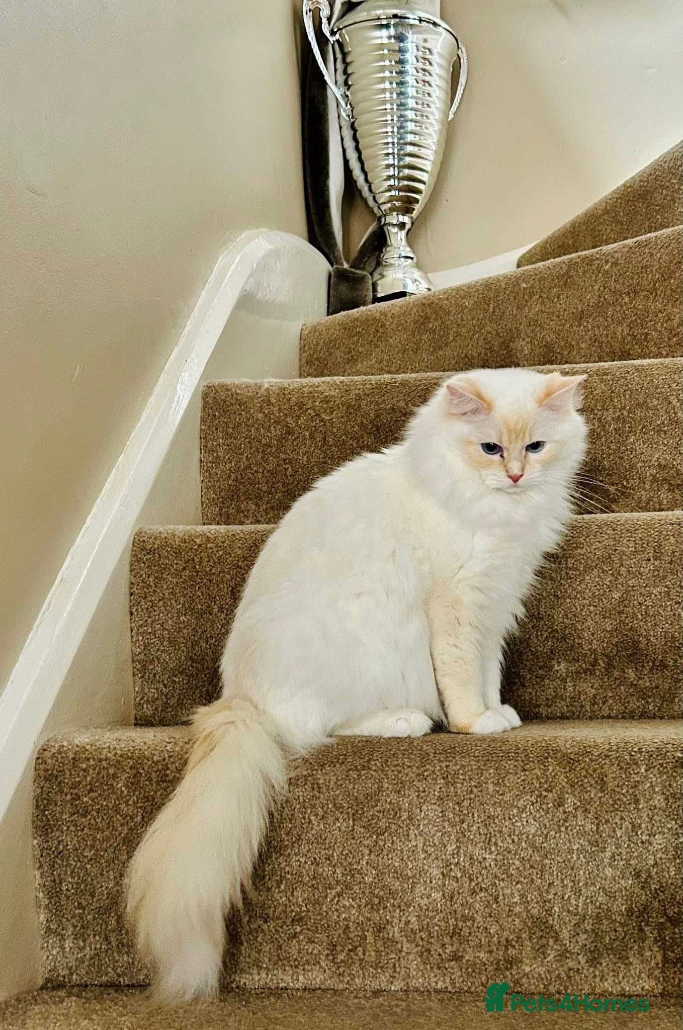 Ragdoll cats Stunning GCCF reg kittens, reputable breeder - Advert 1