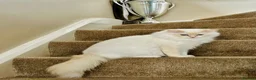 Ragdoll cats for sale: Stunning GCCF reg kittens, reputable breeder - Advert 2
