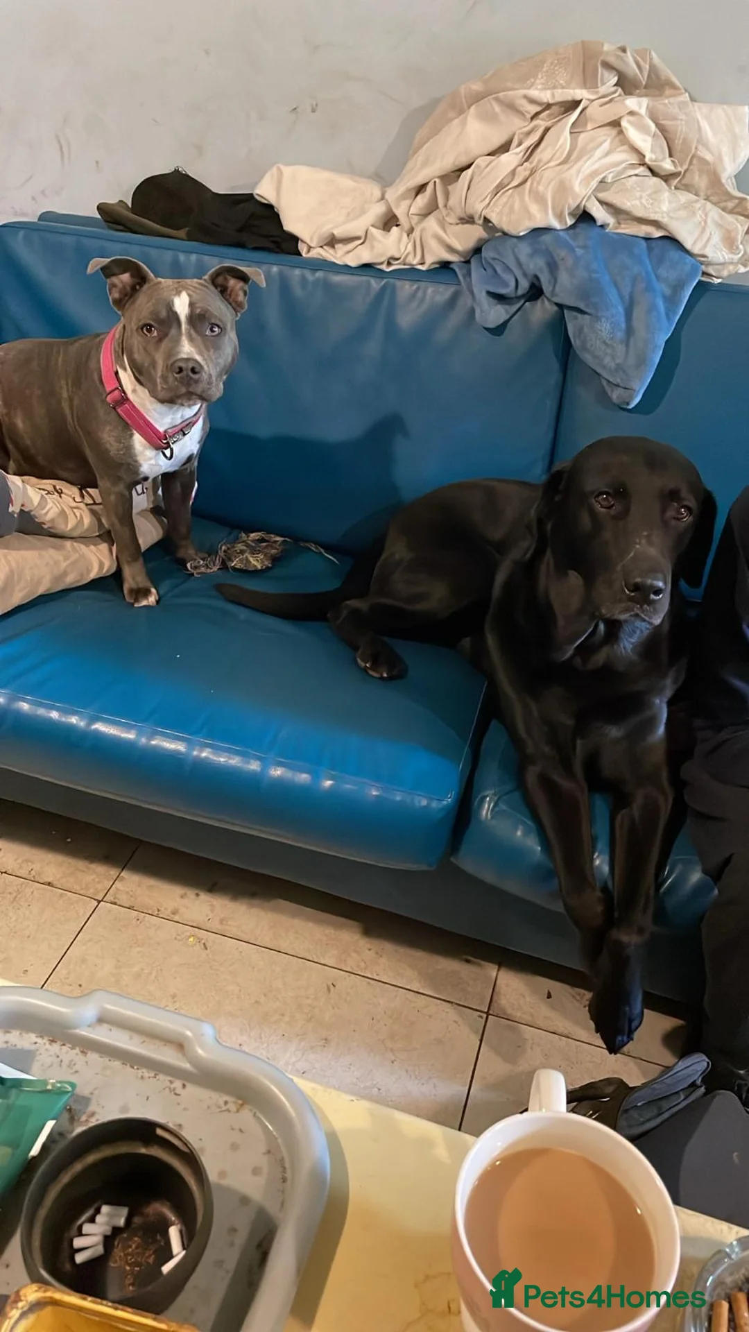 Mixed Breed dogs for sale: 8 Beautiful Pups looking for their forever homes  - Advert 2