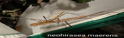 Stick Insects invertebrates for sale: Stick and leaf insect nymphs available! - Advert 4
