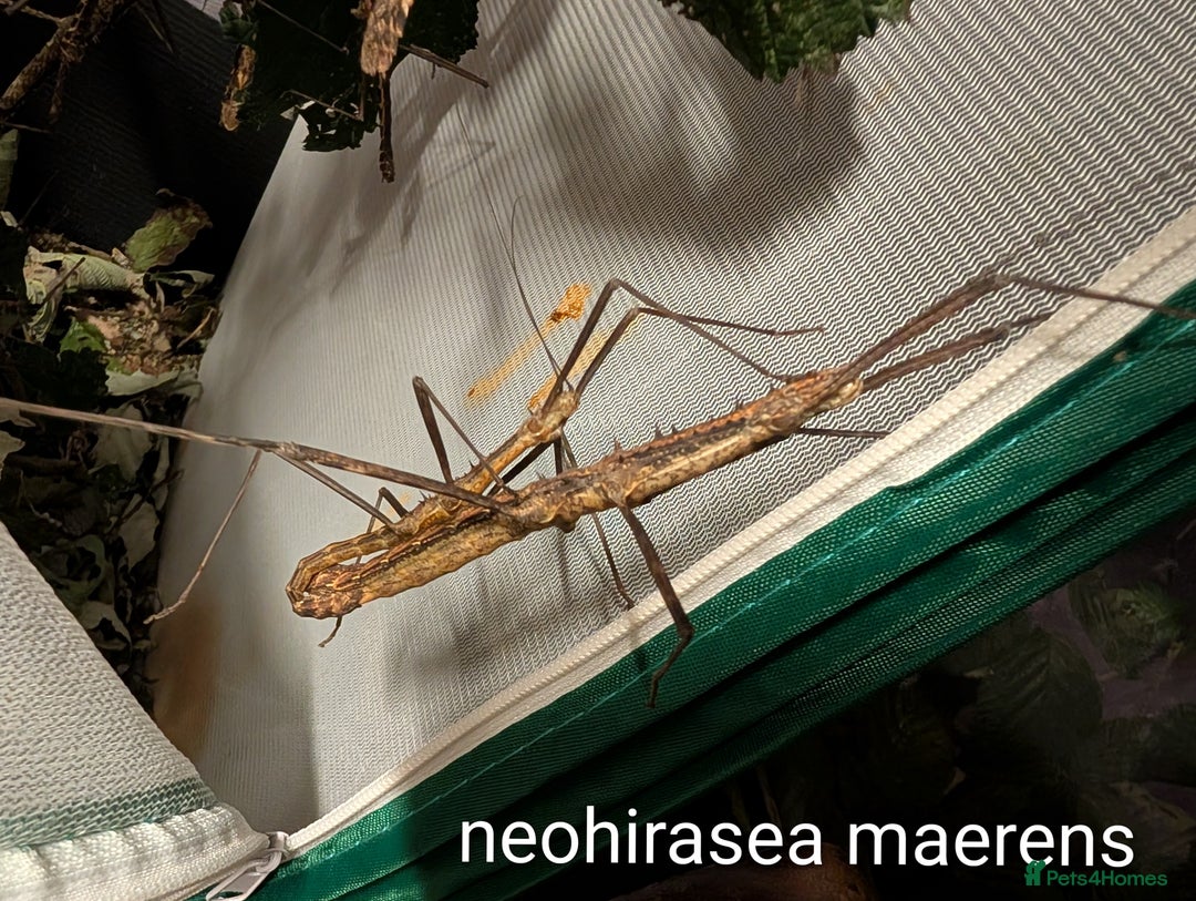 Stick Insects invertebrates for sale: Stick and leaf insect nymphs available! - Advert 4