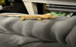 Gecko reptiles for sale: Crested gecko babies  - Image 3