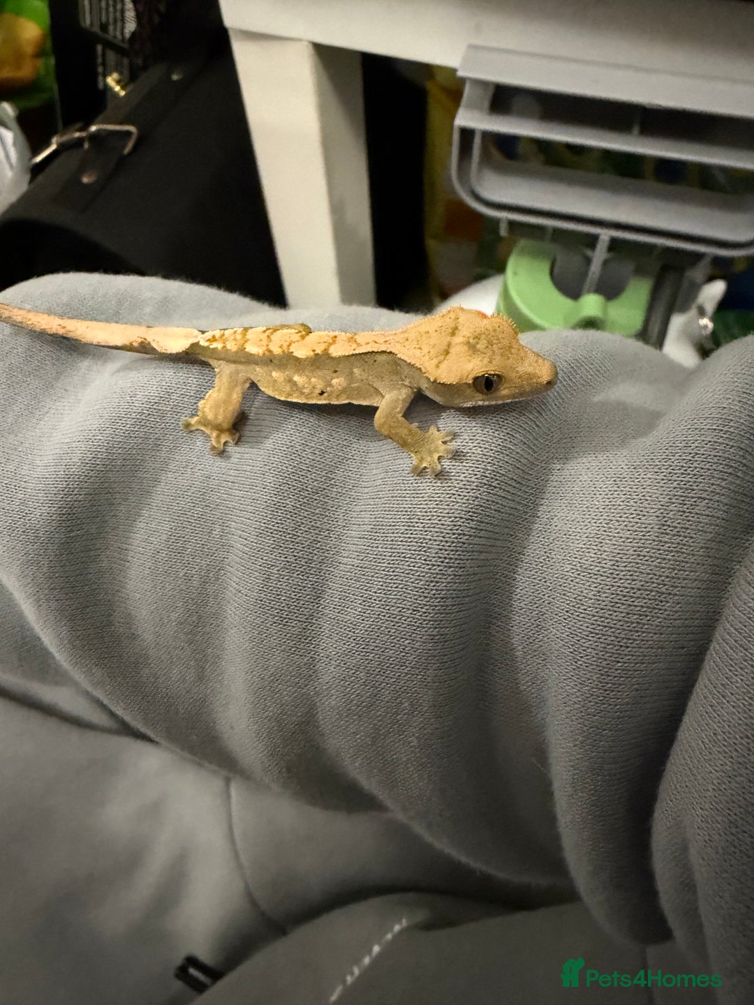 Gecko reptiles for sale: Crested gecko babies  - Image 3