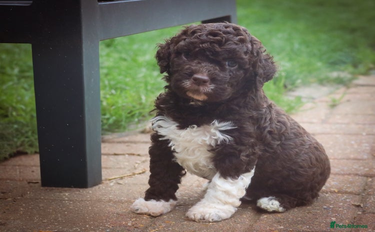 Lagotto Romagnolo dogs - Advert 1