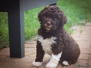 Lagotto Romagnolo dogs - Advert 1
