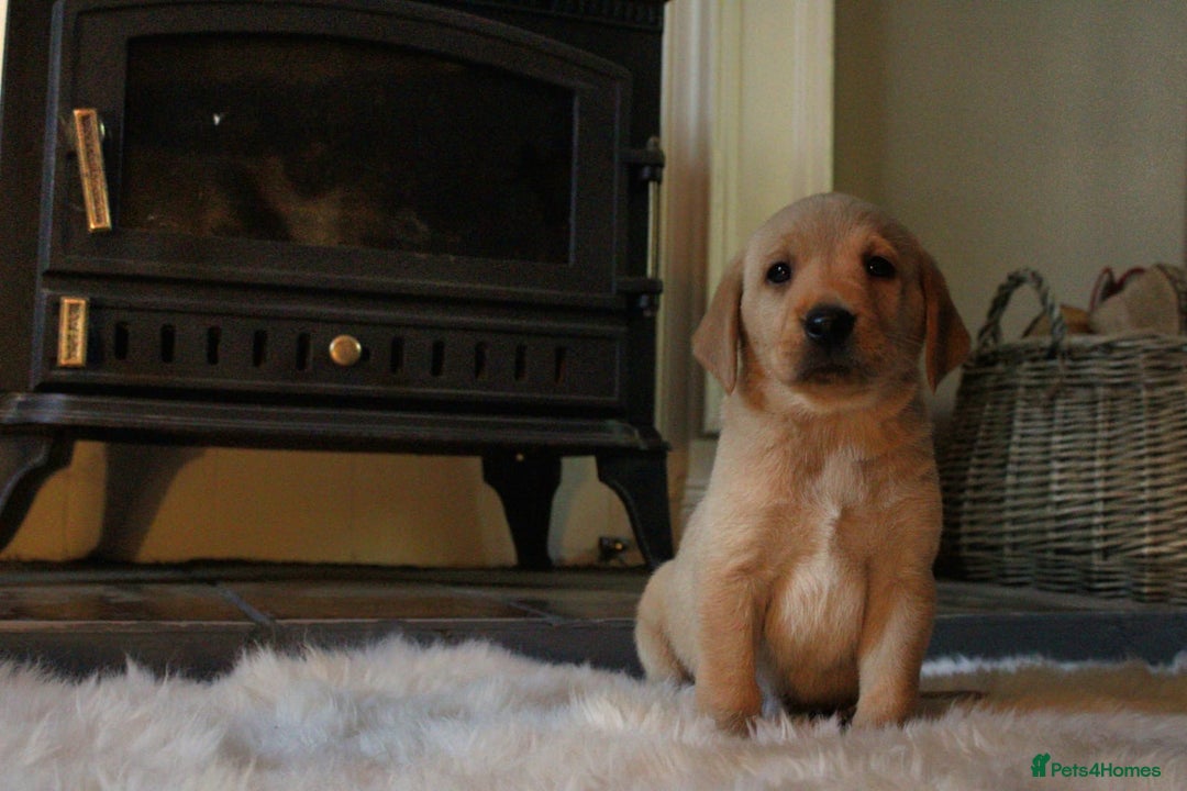 Labrador Retriever dogs for sale: Kc Registered yellow Labrador puppies - Image 12