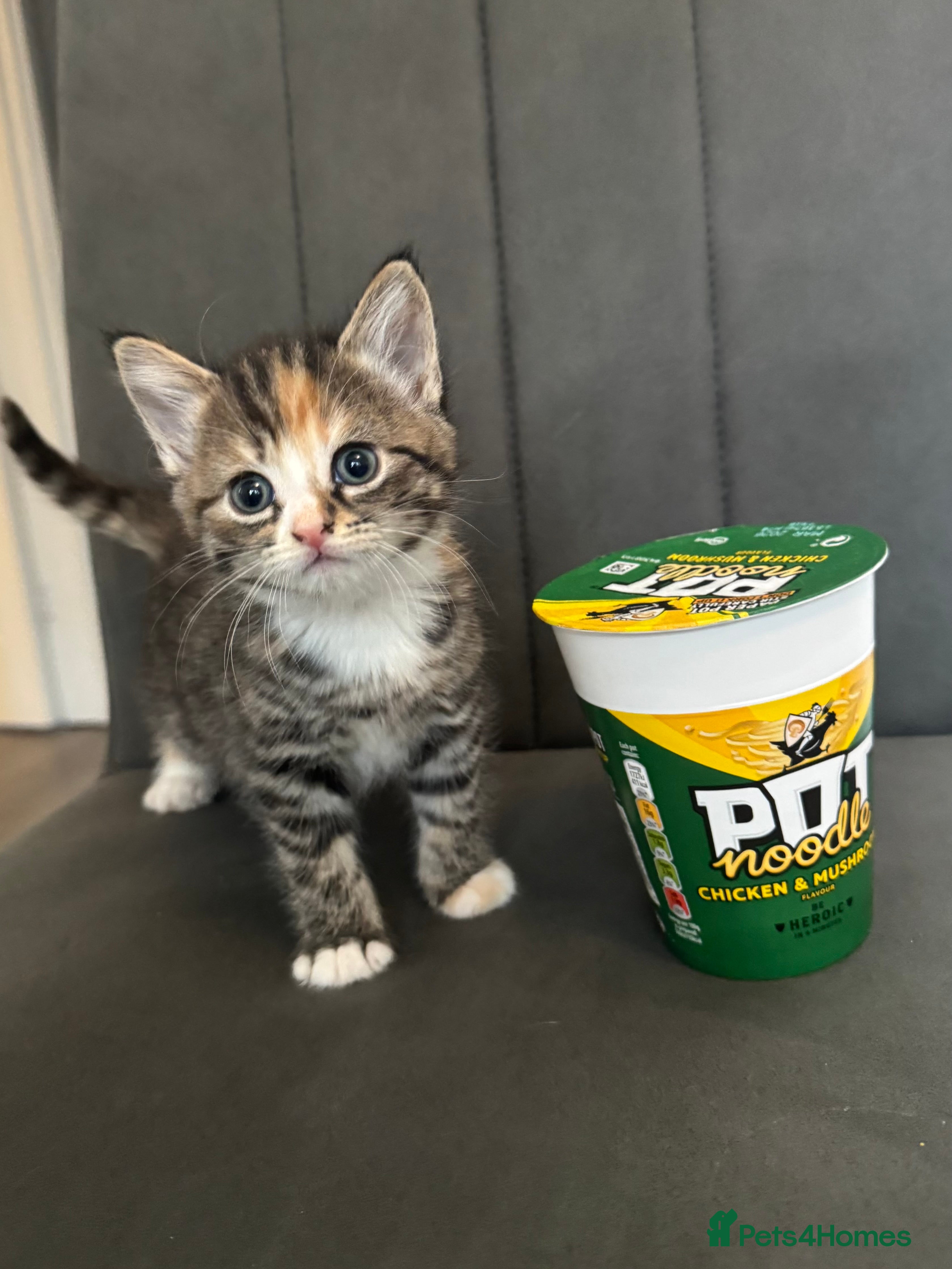 Mixed Breed cats Beautiful Hand-Reared British Blue Kittens - Advert 6