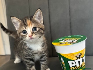 Mixed Breed cats Beautiful Hand-Reared British Blue Kittens - Advert 3